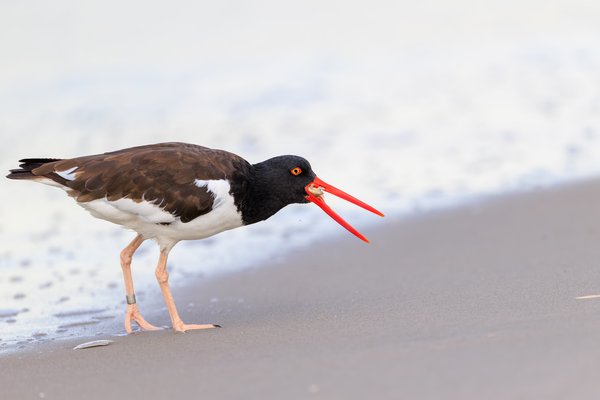 American Oystercatcher
