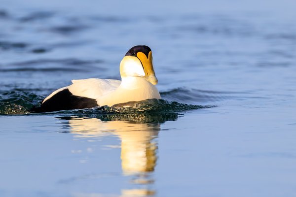 Common Eider