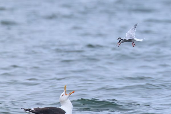Common Tern
