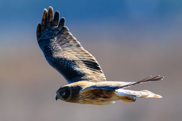 Northern Harrier