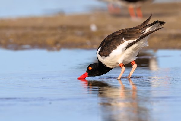 American Oystercatcher