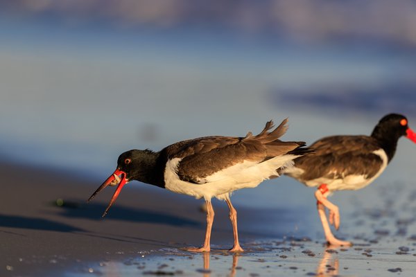 American Oystercatcher