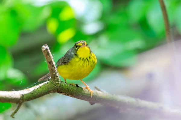 Canada Warbler