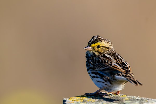 Savannah Sparrow