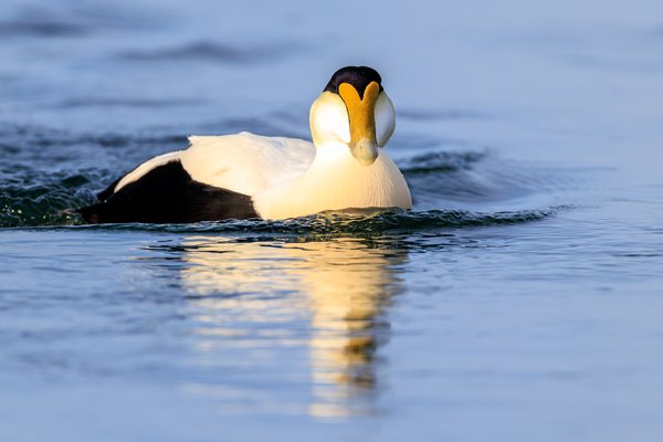 Common Eider