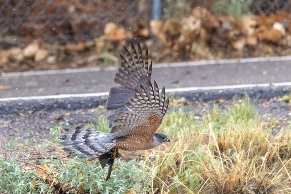 Cooper's Hawk