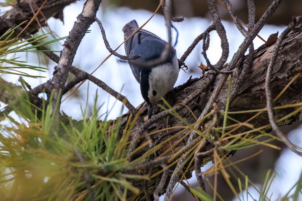 White-breasted Nuthatch