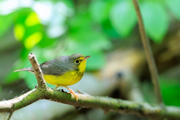 Canada Warbler