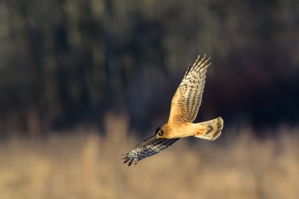 Northern Harrier