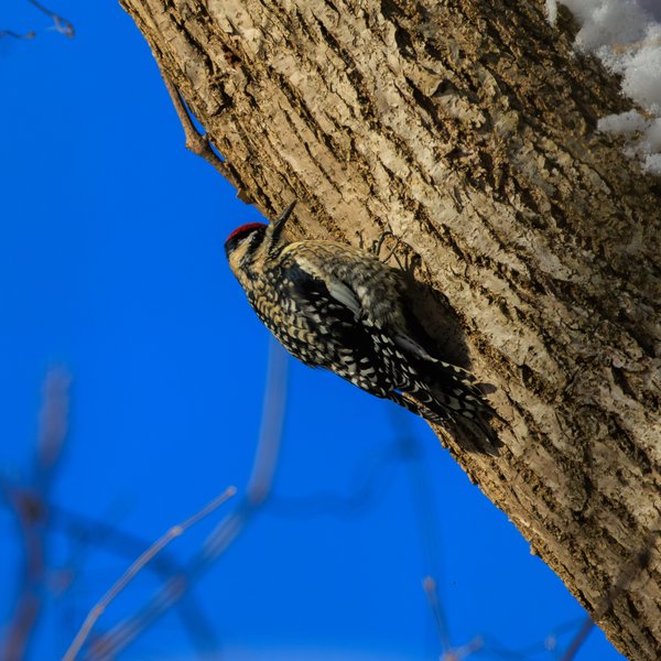 Yellow-bellied Sapsucker