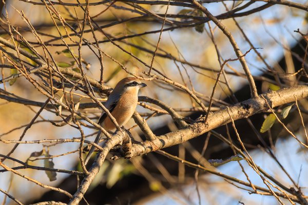 Bull-headed Shrike