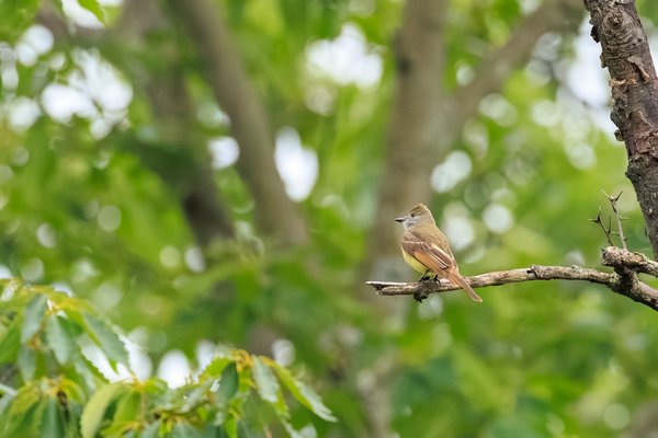 Great Crested Flycatcher