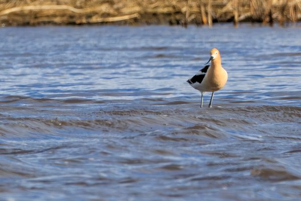 American Avocet