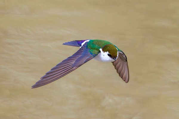 Violet-green Swallow