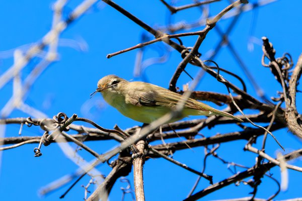 Eastern Warbling Vireo