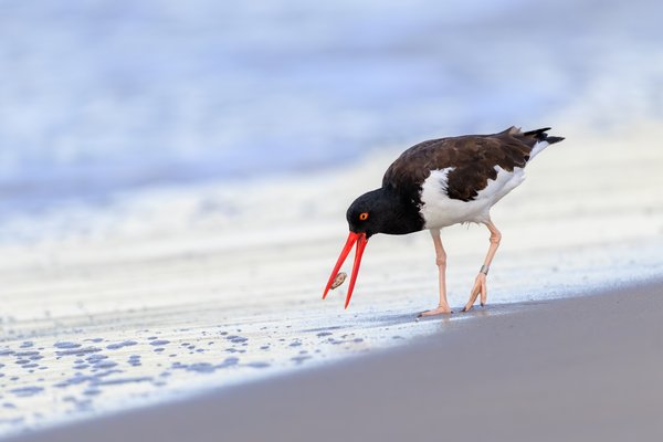 American Oystercatcher