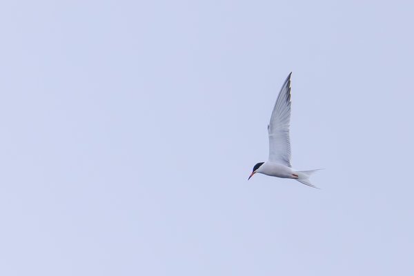 Common Tern
