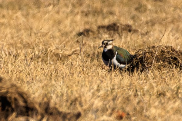 Northern Lapwing