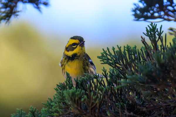 Townsend's Warbler