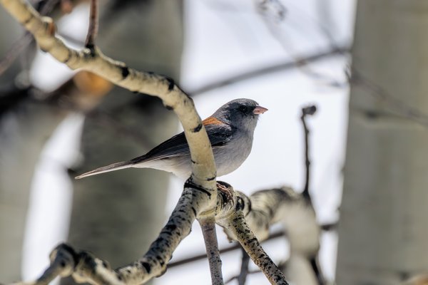 Dark-eyed Junco
