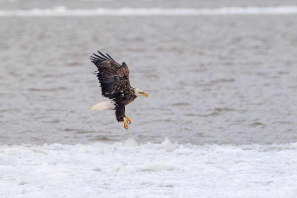 Bald Eagle