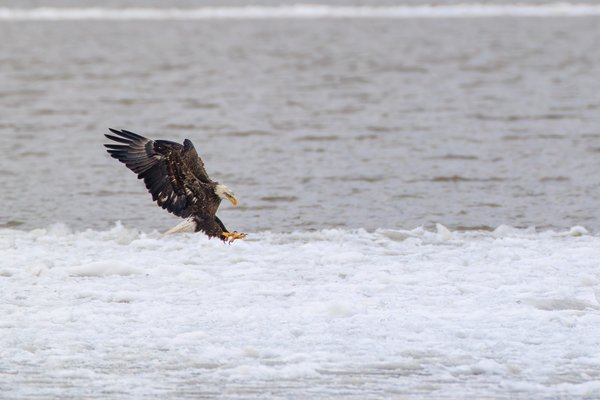 Bald Eagle