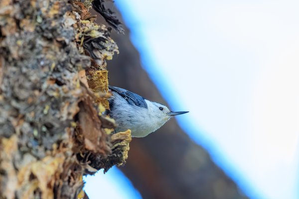 White-breasted Nuthatch
