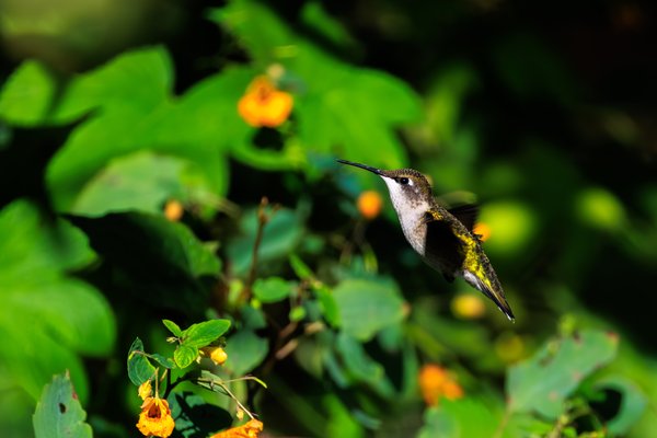 Ruby-throated Hummingbird