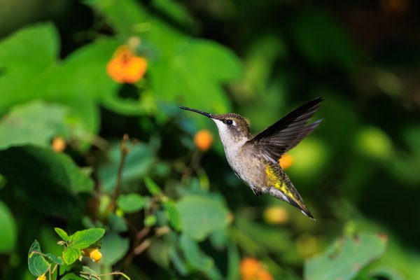 Ruby-throated Hummingbird