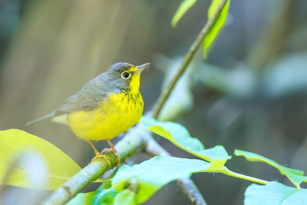 Canada Warbler