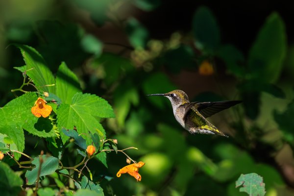 Ruby-throated Hummingbird