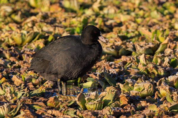 Eurasian Coot