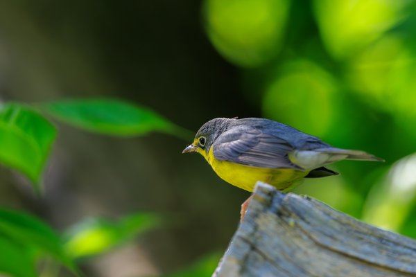 Canada Warbler