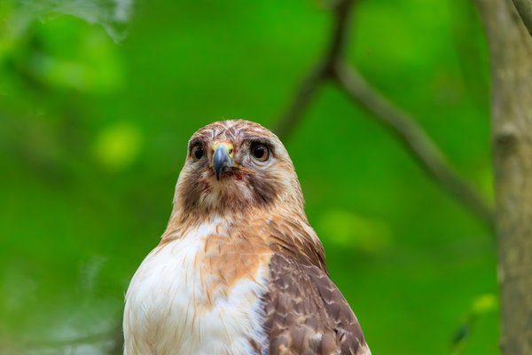 Red-tailed Hawk
