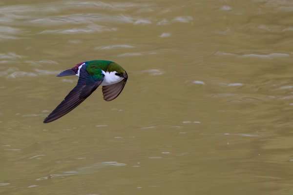 Violet-green Swallow