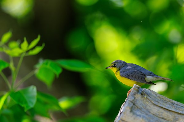 Canada Warbler