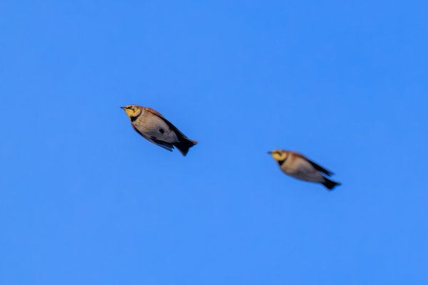 Horned Lark