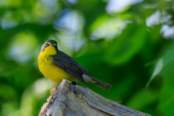Canada Warbler