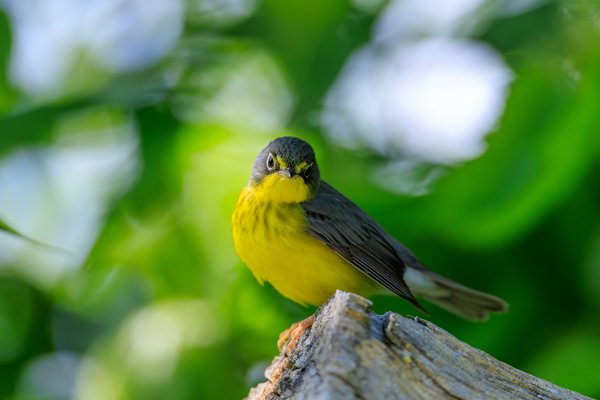 Canada Warbler