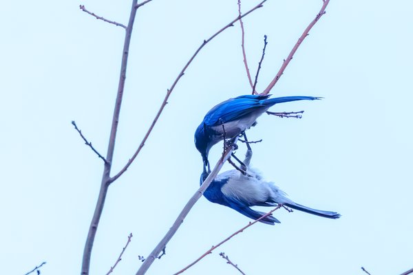 California Scrub-Jay