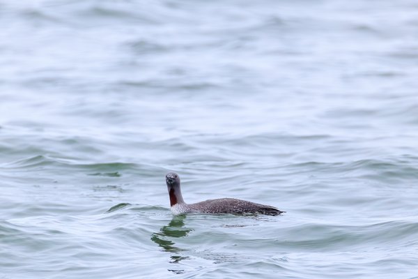Red-throated Loon