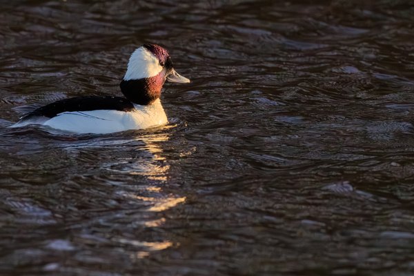 Bufflehead