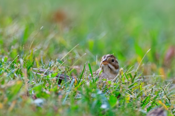 Clay-colored Sparrow