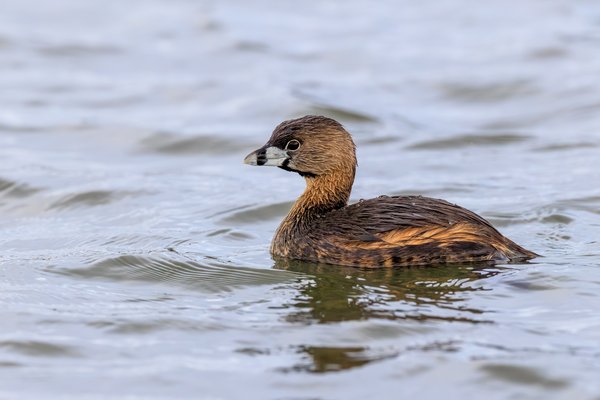 Pied-billed Grebe