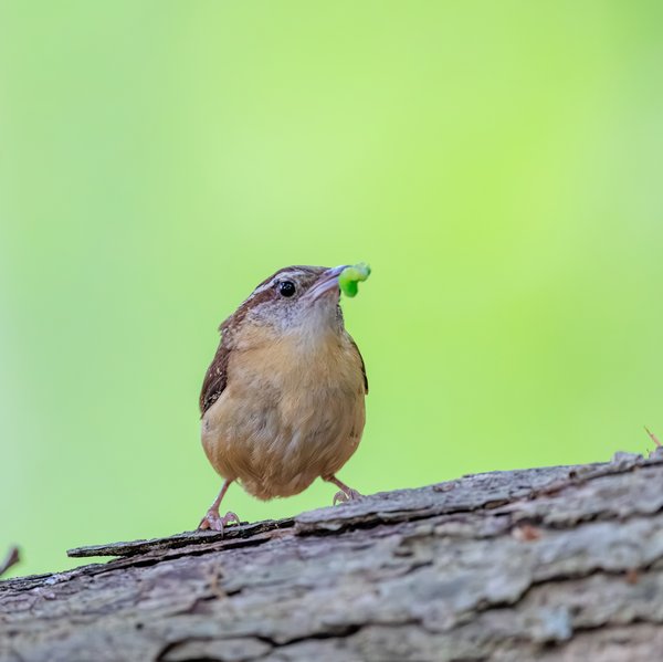 Carolina Wren