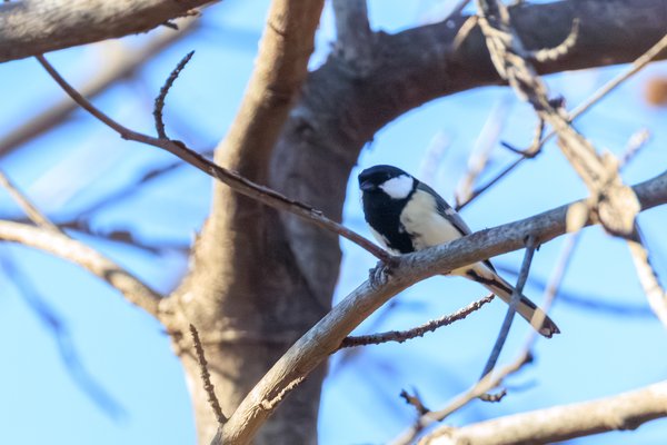 Coal Tit