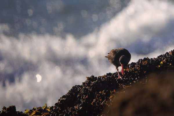 Black Oystercatcher