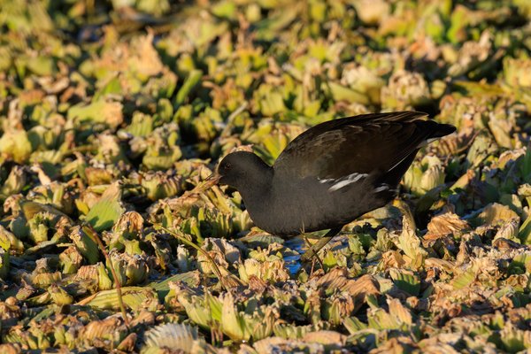 Eurasian Moorhen