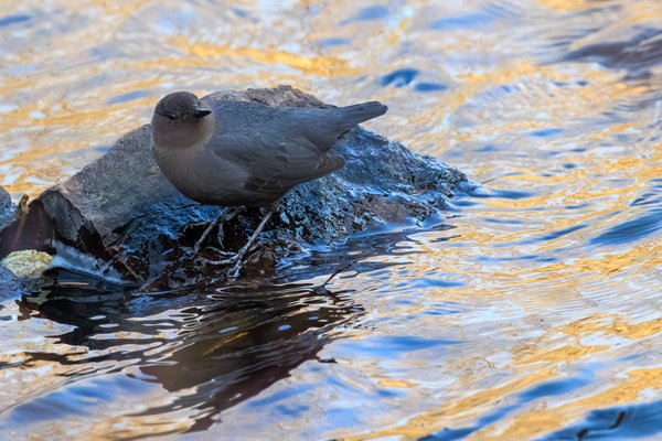 American Dipper