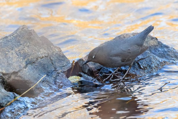 American Dipper